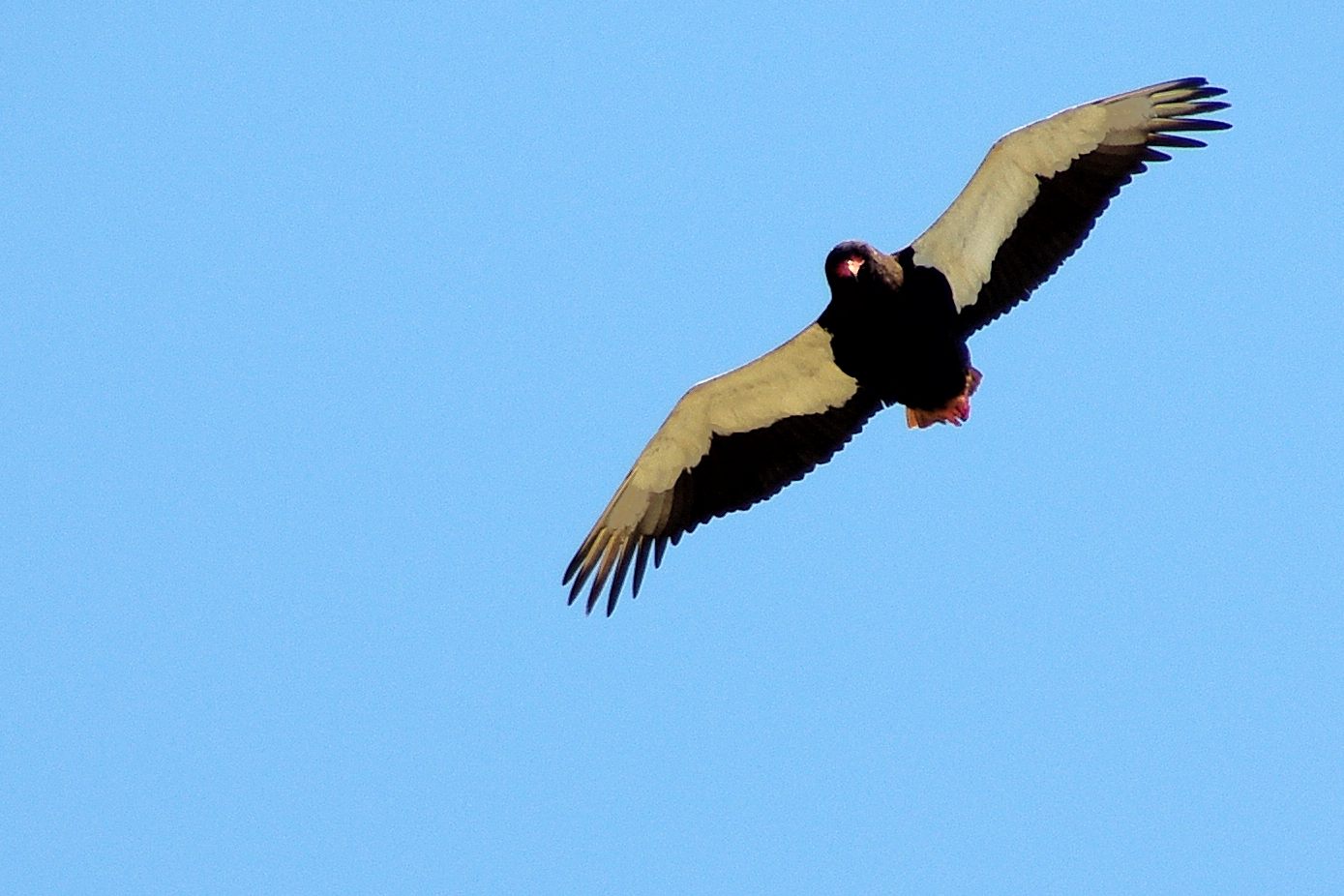 Bateleur des savanes (Bateleur, Theratopius ecaudatus), mâle adulte au vol vu de dessous, Xigera, Delta de l'Okavango, Botswana. 